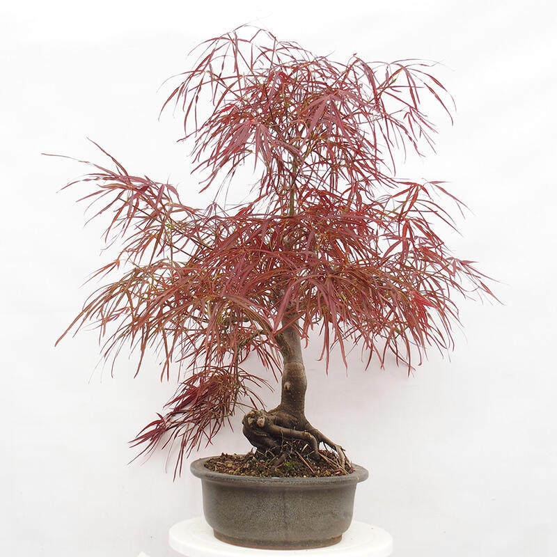 Bonsai im Freien - Acer palmatum RED PYGMY