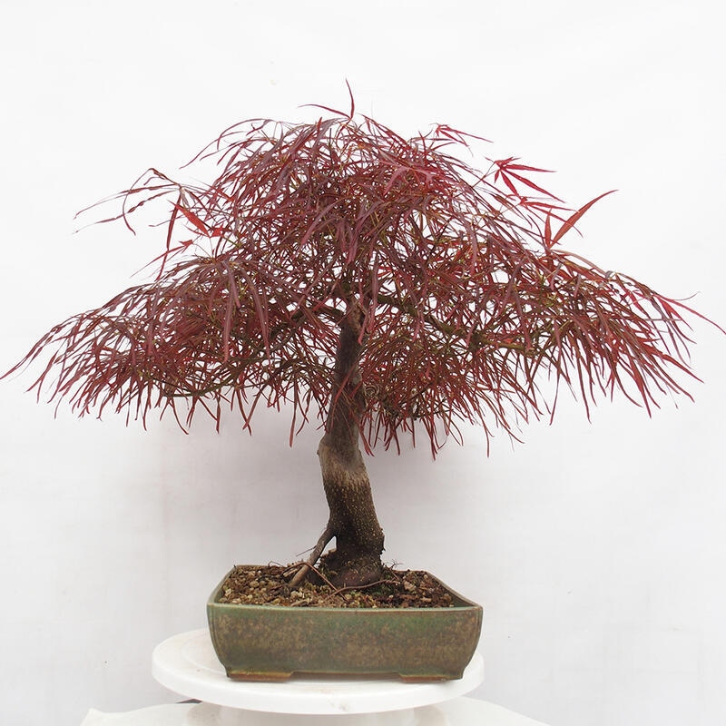 Bonsai im Freien - Acer palmatum RED PYGMY