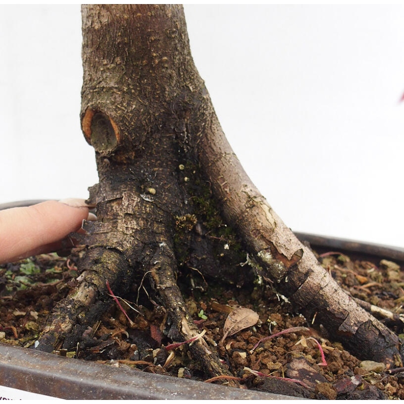 Bonsai im Freien - Acer palmatum RED PYGMY