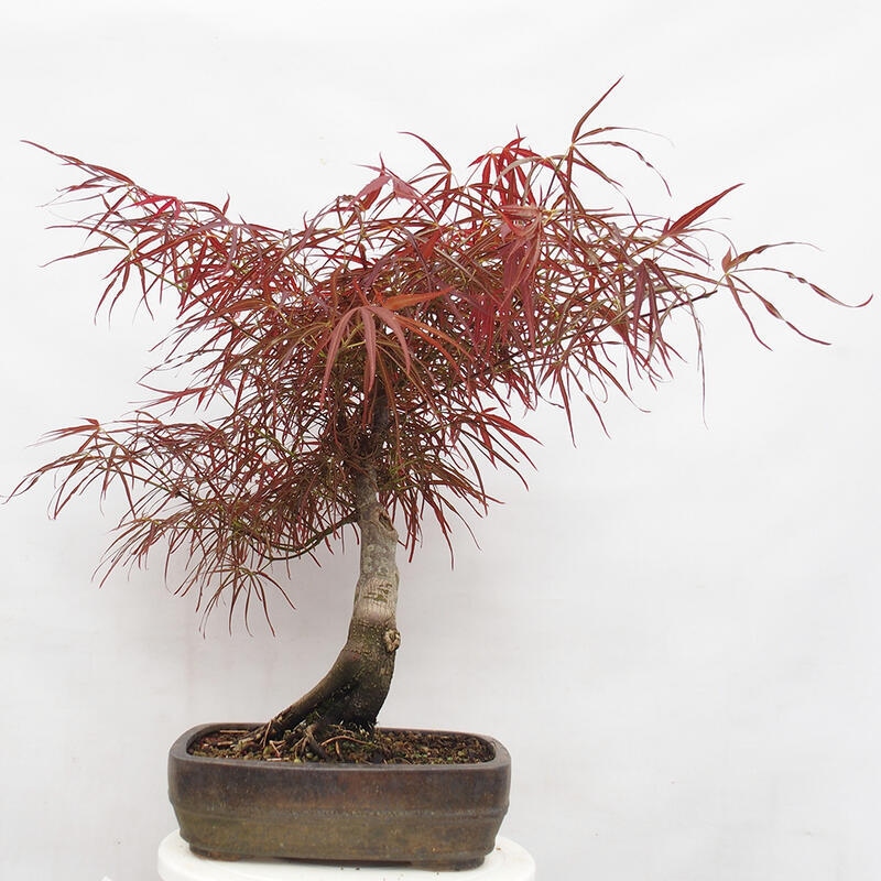 Bonsai im Freien - Acer palmatum RED PYGMY