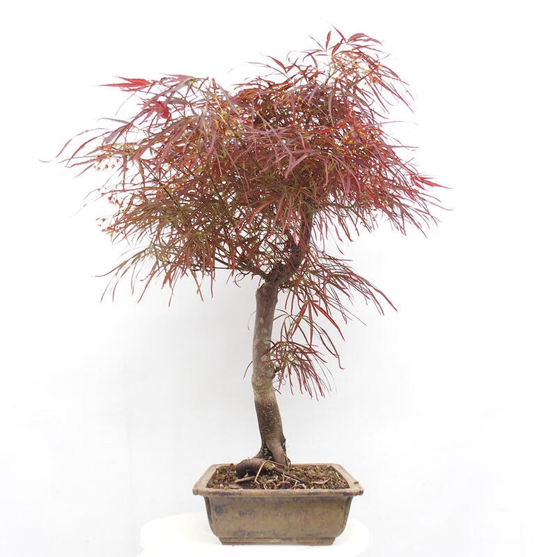 Bonsai im Freien - Acer palmatum RED PYGMY