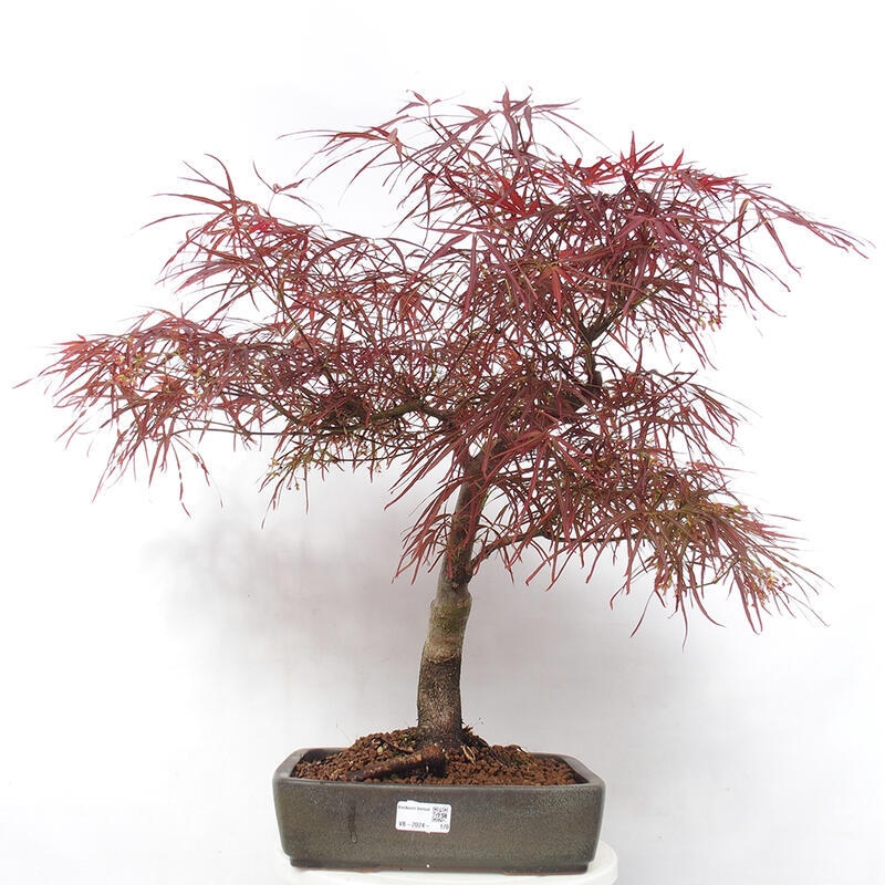 Bonsai im Freien - Acer palmatum RED PYGMY