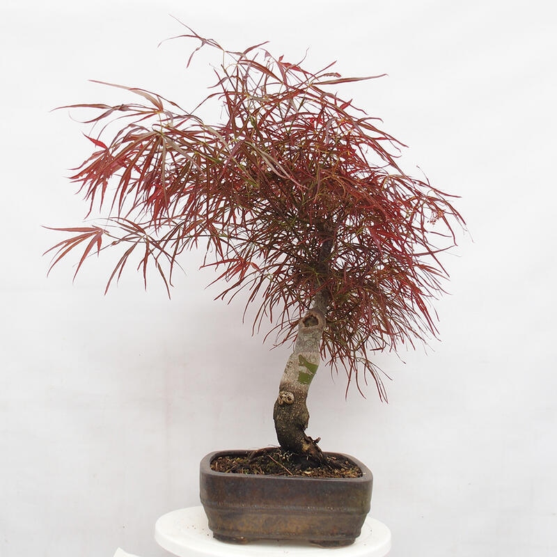 Bonsai im Freien - Acer palmatum RED PYGMY