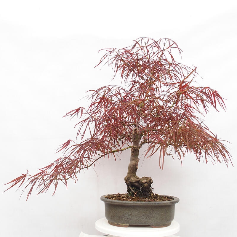 Bonsai im Freien - Acer palmatum RED PYGMY