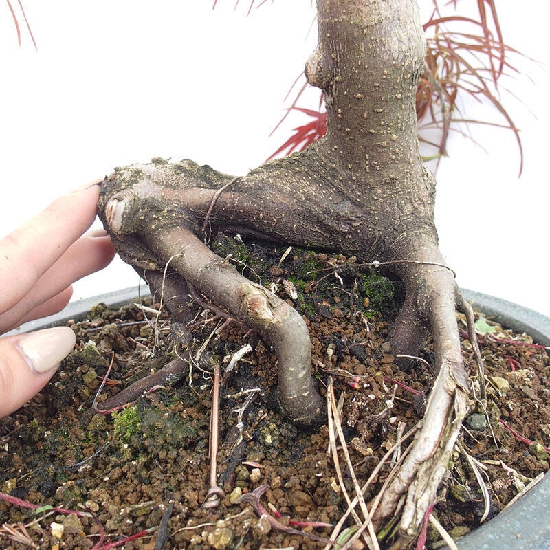 Bonsai im Freien - Acer palmatum RED PYGMY