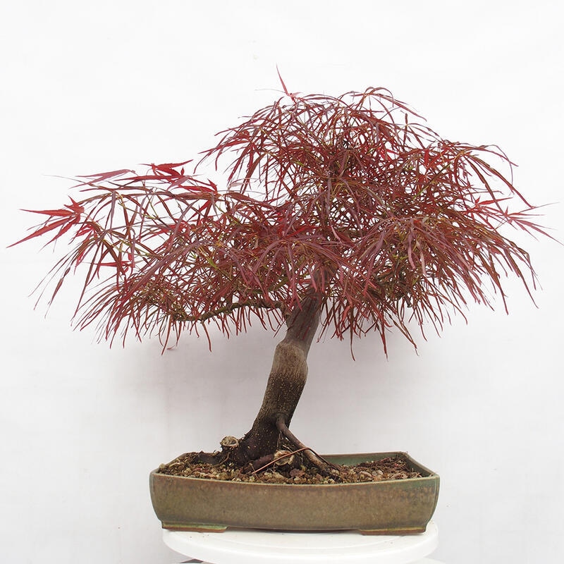 Bonsai im Freien - Acer palmatum RED PYGMY