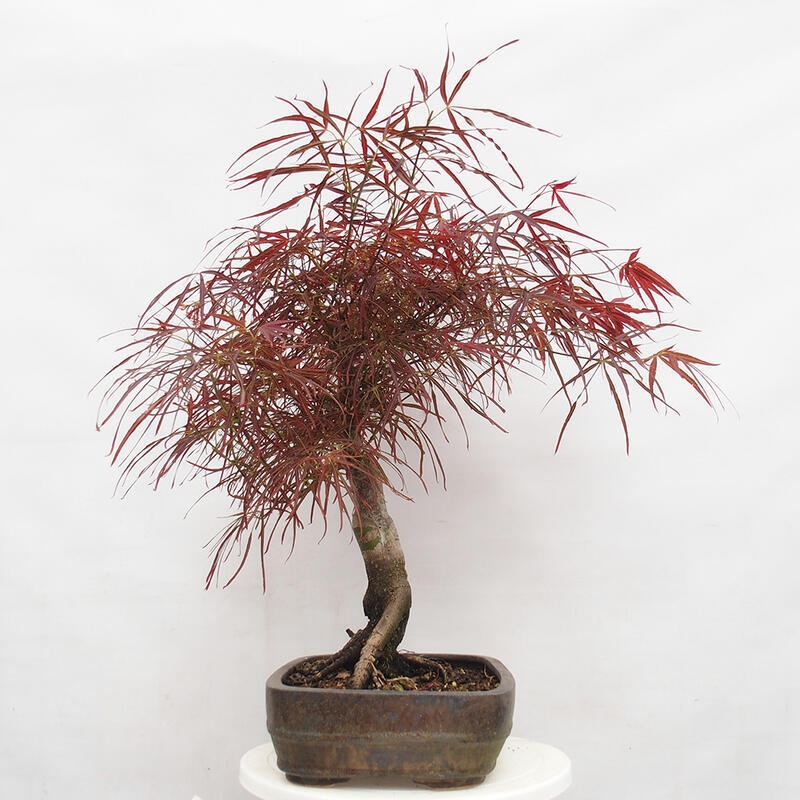 Bonsai im Freien - Acer palmatum RED PYGMY