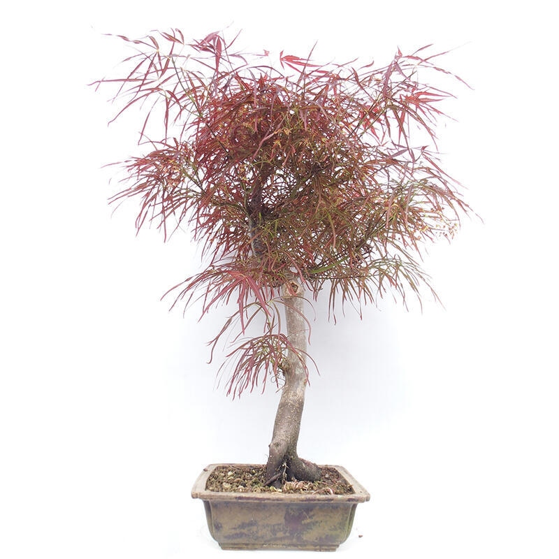 Bonsai im Freien - Acer palmatum RED PYGMY