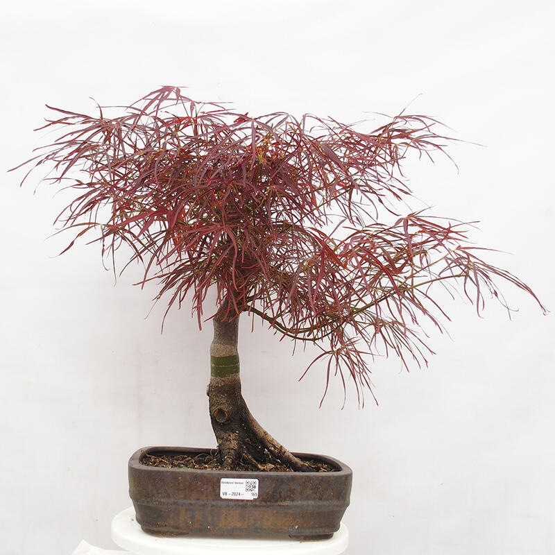 Bonsai im Freien - Acer palmatum RED PYGMY