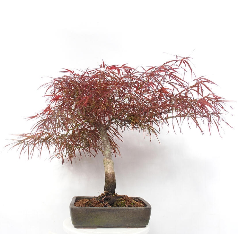 Bonsai im Freien - Acer palmatum RED PYGMY