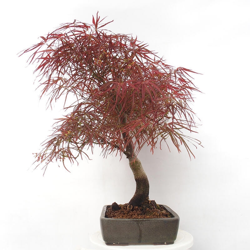 Bonsai im Freien - Acer palmatum RED PYGMY