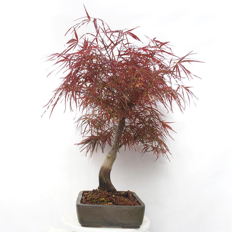 Bonsai im Freien - Acer palmatum RED PYGMY