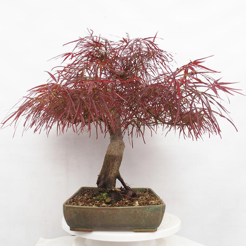 Bonsai im Freien - Acer palmatum RED PYGMY