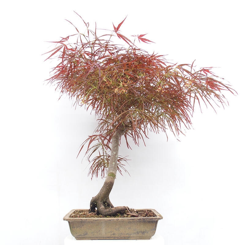 Bonsai im Freien - Acer palmatum RED PYGMY