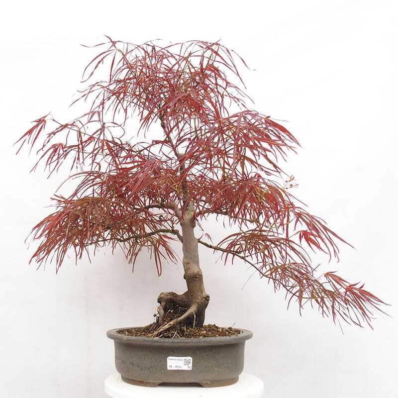 Bonsai im Freien - Acer palmatum RED PYGMY