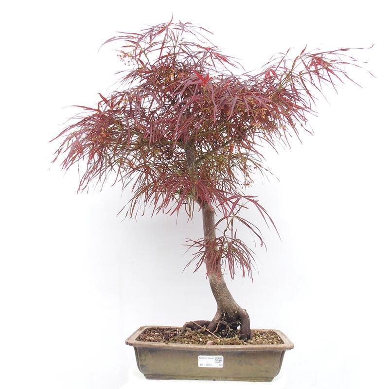 Bonsai im Freien - Acer palmatum RED PYGMY