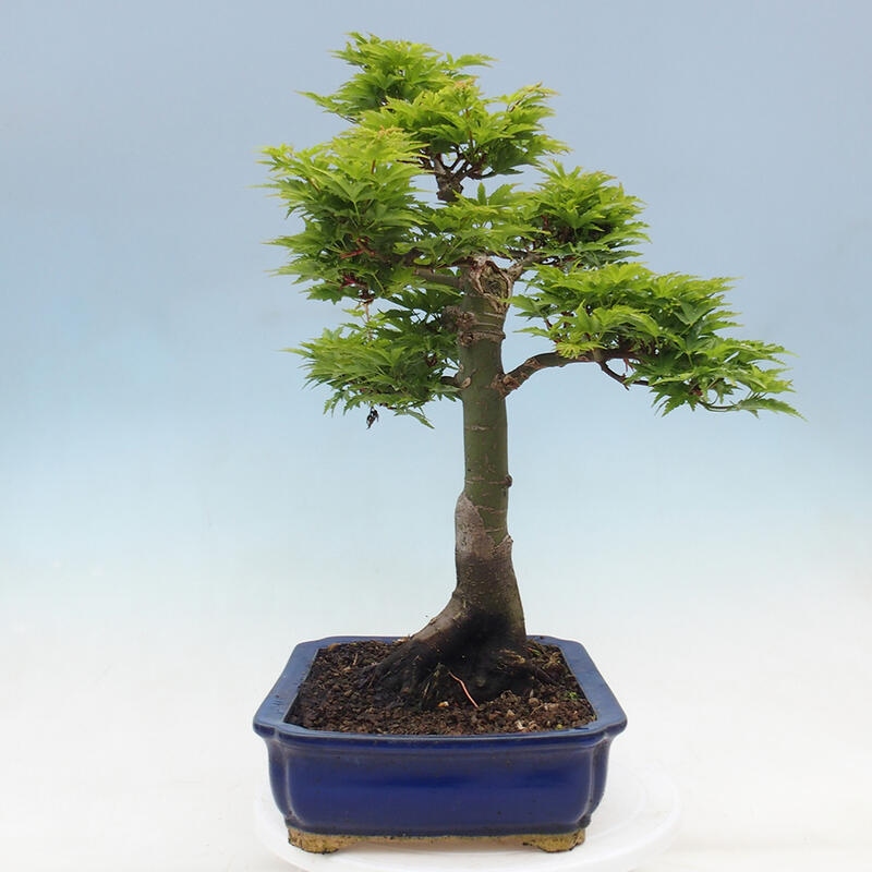 Bonsai im Freien - Acer palmatum Shishigashira