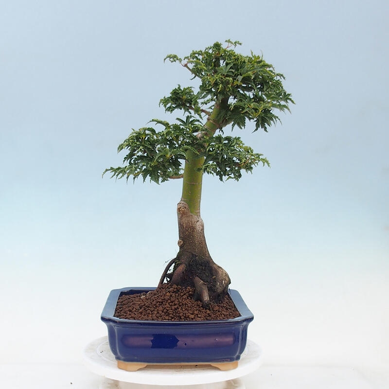 Bonsai im Freien - Acer palmatum Shishigashira