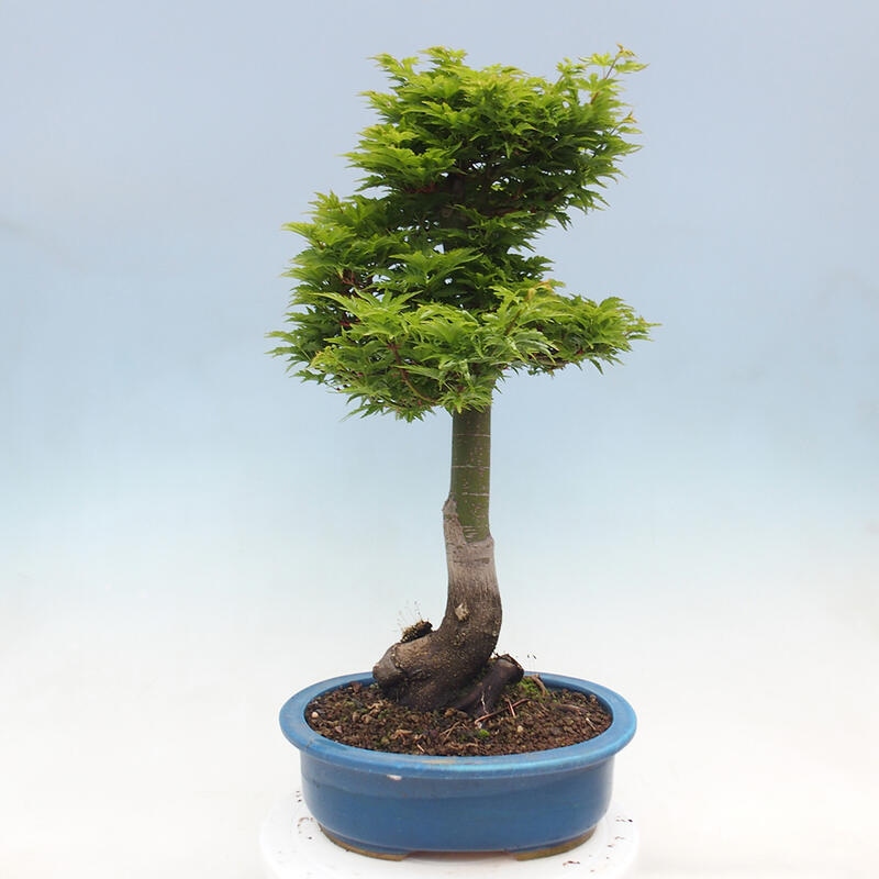 Bonsai im Freien - Acer palmatum Shishigashira