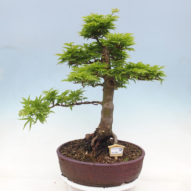 Bonsai im Freien - Acer palmatum Shishigashira