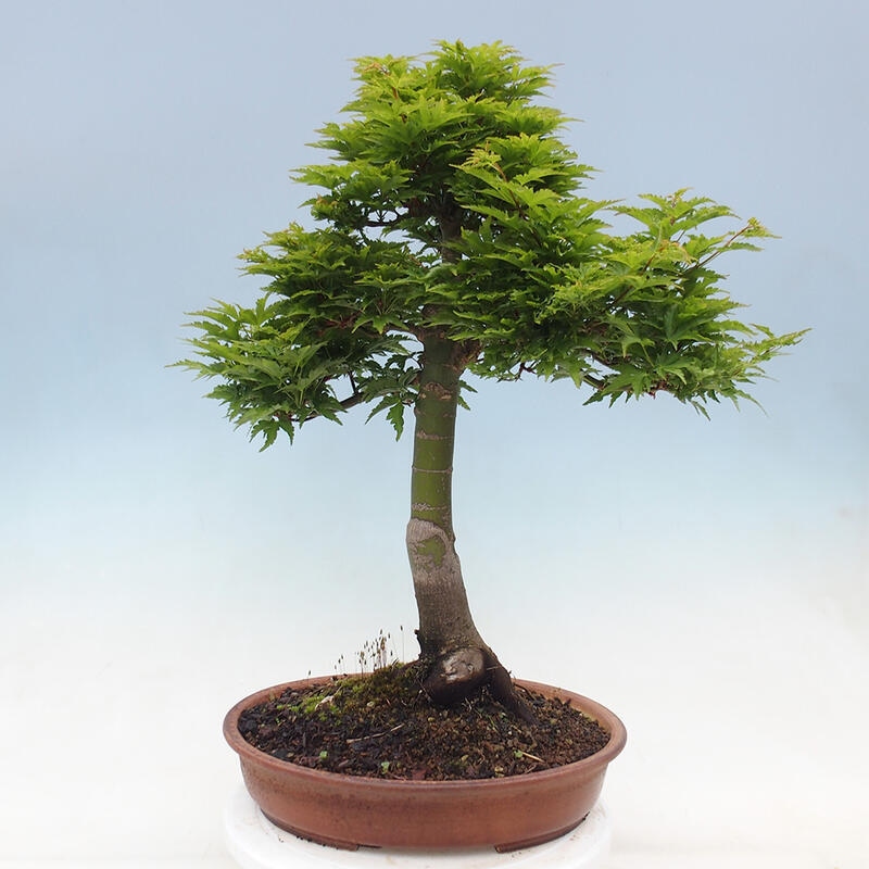 Bonsai im Freien - Acer palmatum Shishigashira