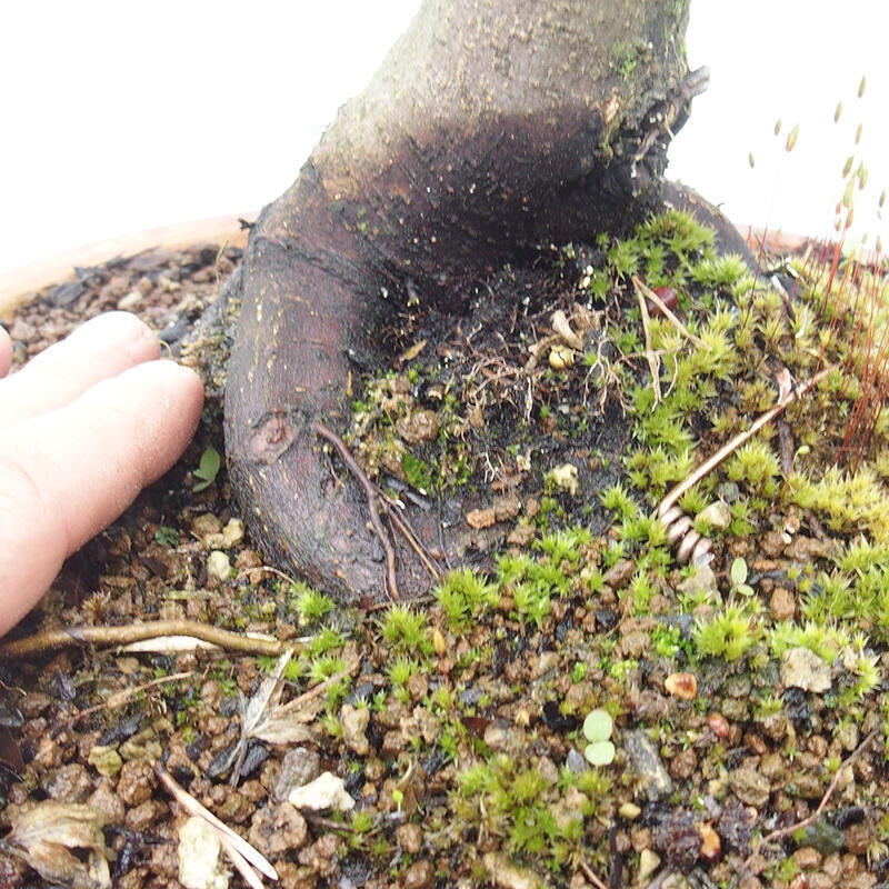 Bonsai im Freien - Acer palmatum Shishigashira