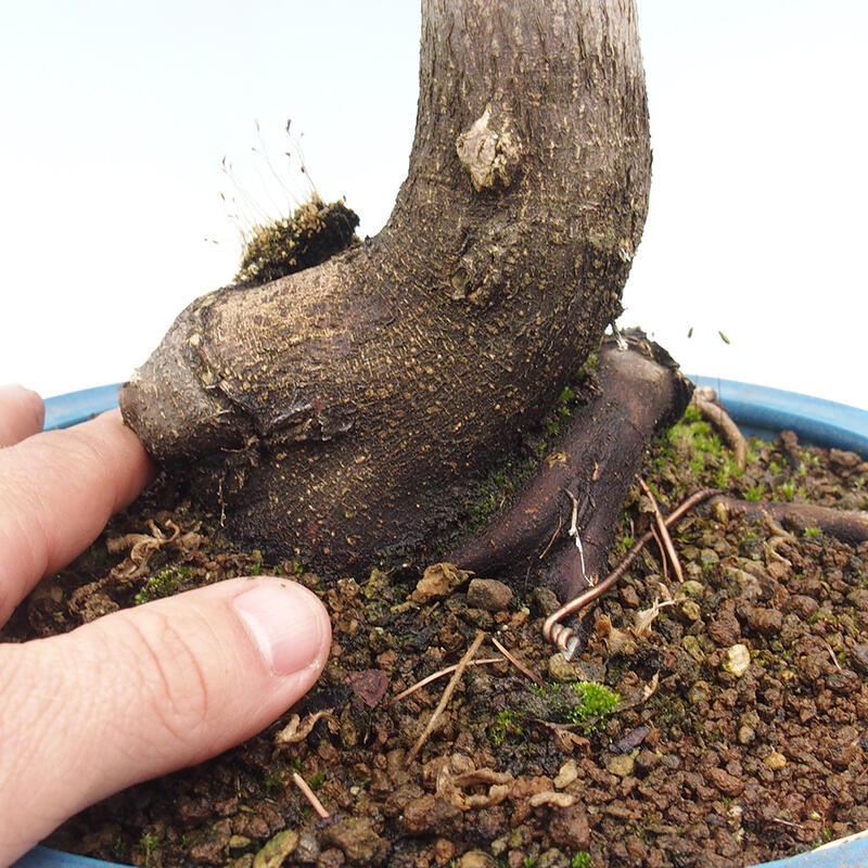 Bonsai im Freien - Acer palmatum Shishigashira