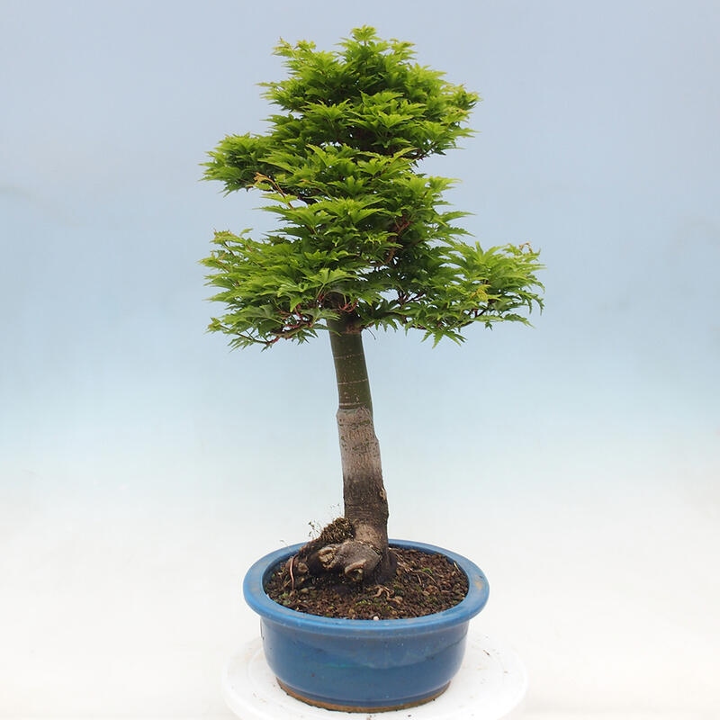 Bonsai im Freien - Acer palmatum Shishigashira