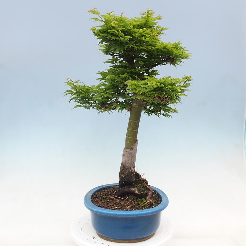 Bonsai im Freien - Acer palmatum Shishigashira