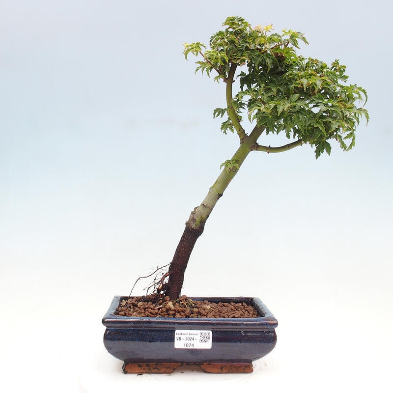 Bonsai im Freien - Acer palmatum Shishigashira-Ahorn