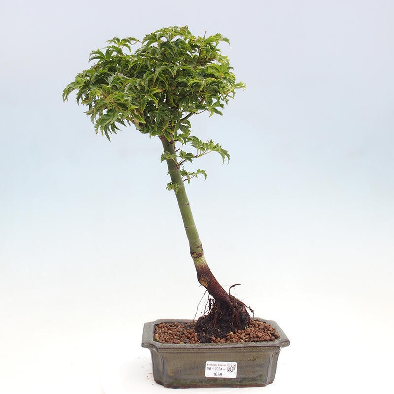 Bonsai im Freien - Acer palmatum Shishigashira-Ahorn