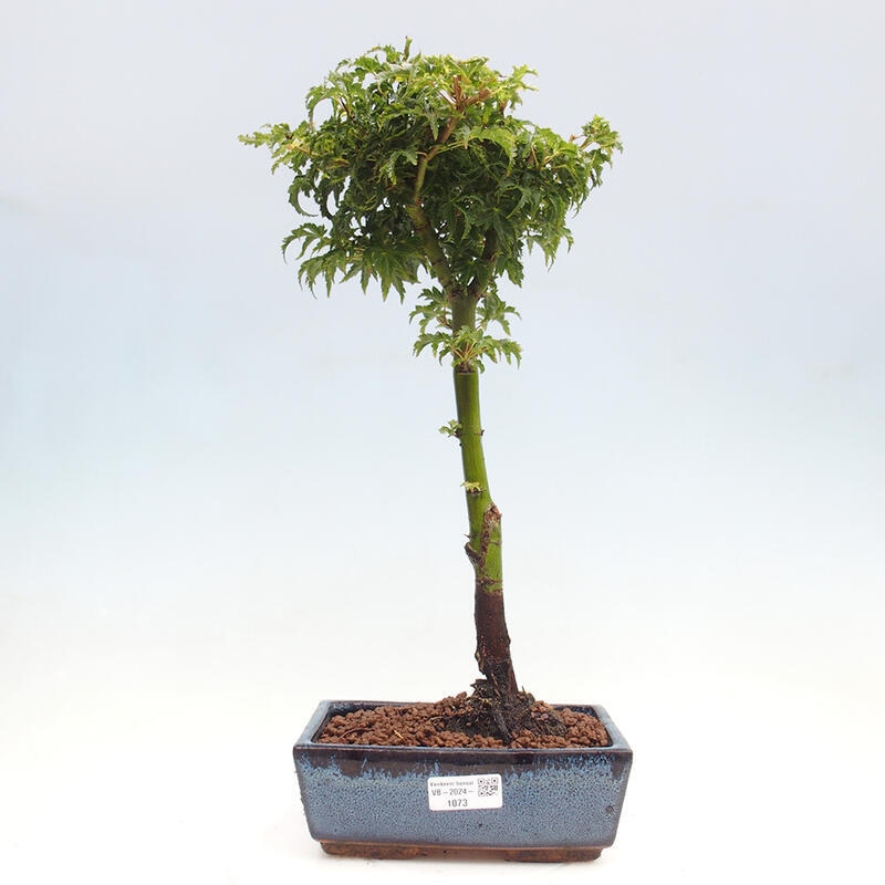 Bonsai im Freien - Acer palmatum Shishigashira-Ahorn