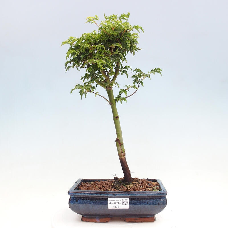 Bonsai im Freien - Acer palmatum Shishigashira-Ahorn