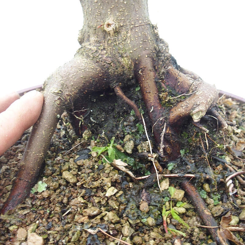 Bonsai im Freien - Acer palmatum Shishigashira