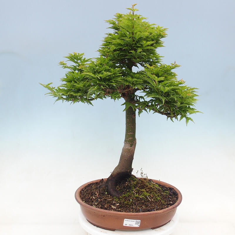 Bonsai im Freien - Acer palmatum Shishigashira