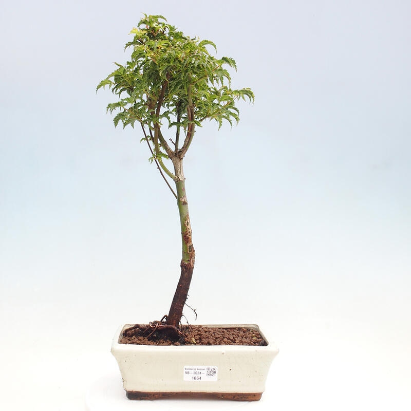 Bonsai im Freien - Acer palmatum Shishigashira-Ahorn