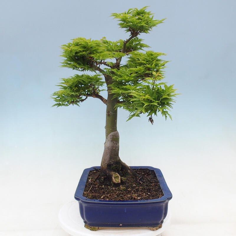 Bonsai im Freien - Acer palmatum Shishigashira