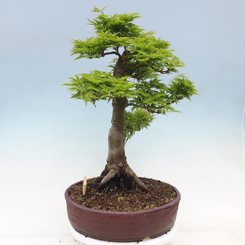 Bonsai im Freien - Acer palmatum Shishigashira