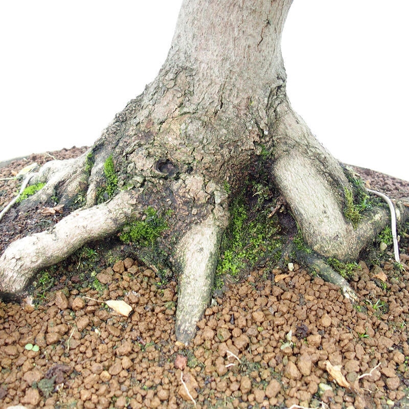 Bonsai im Freien - Französischer Ahorn - Acer Nonspessulanum