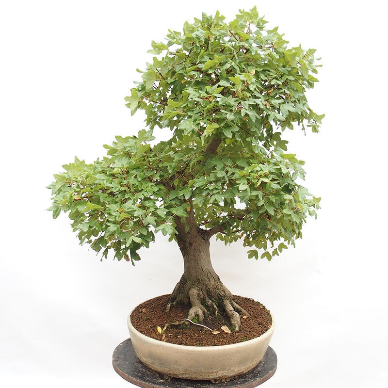 Bonsai im Freien - Französischer Ahorn - Acer Nonspessulanum