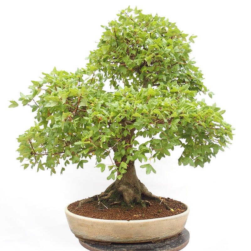 Bonsai im Freien - Französischer Ahorn - Acer Nonspessulanum