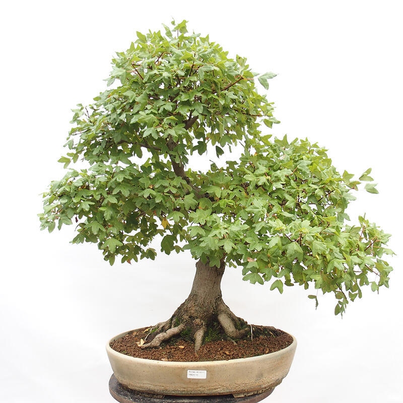 Bonsai im Freien - Französischer Ahorn - Acer Nonspessulanum