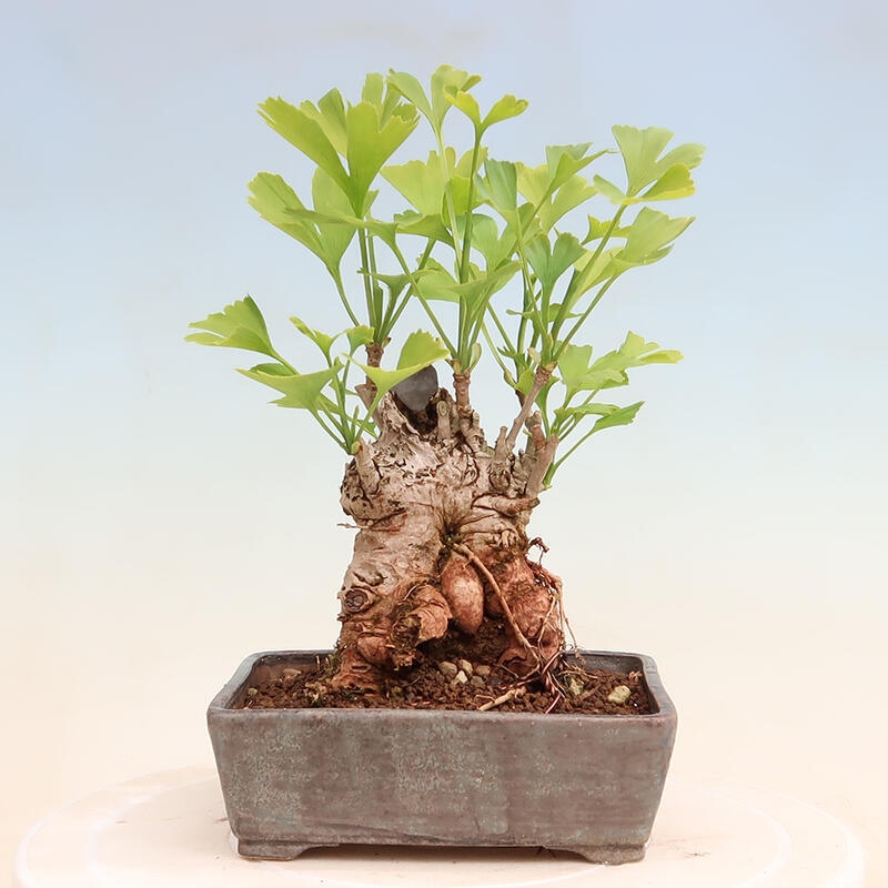 Bonsai im Freien - Ginkgo biloba - Ginkgo biloba