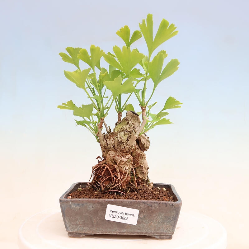 Bonsai im Freien - Ginkgo biloba - Ginkgo biloba