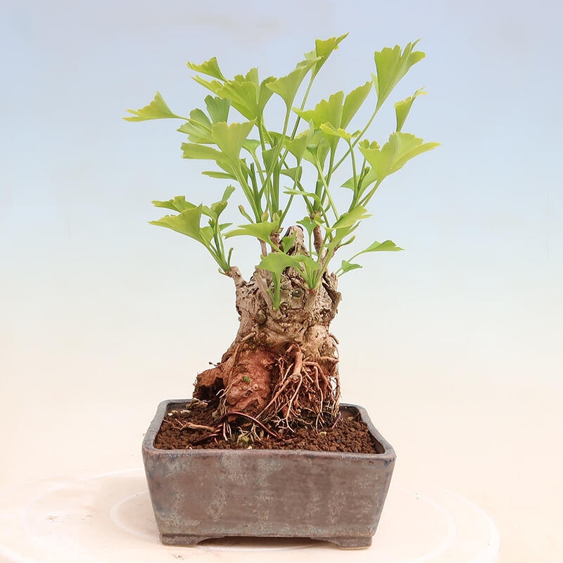 Bonsai im Freien - Ginkgo biloba - Ginkgo biloba