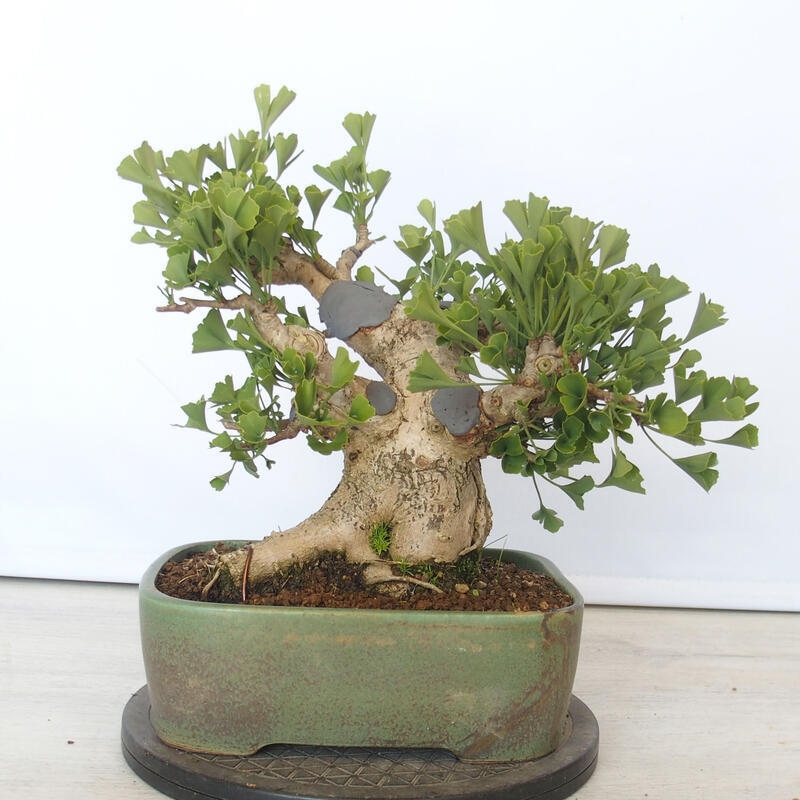 Bonsai im Freien - Jinan biloba - Ginkgo biloba