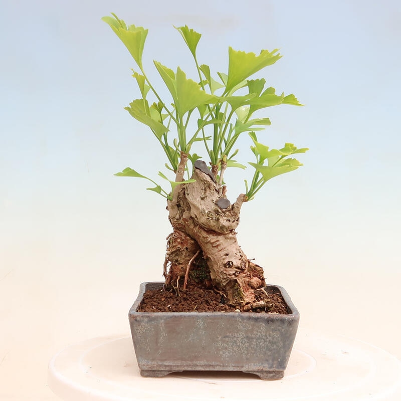 Bonsai im Freien - Ginkgo biloba - Ginkgo biloba