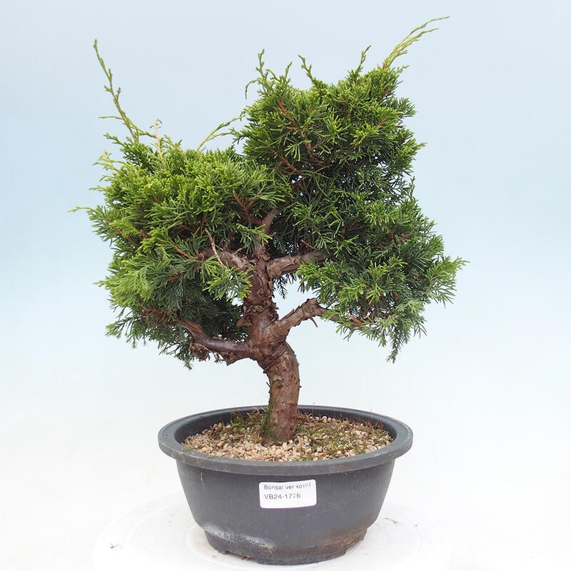 Outdoor bonsai - Juniperus chinensis Itoigawa - Chinese juniper