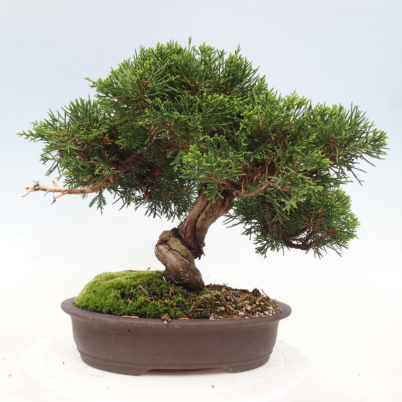 Bonsai im Freien - Juniperus chinensis Itoigawa-Chinesischer Wacholder