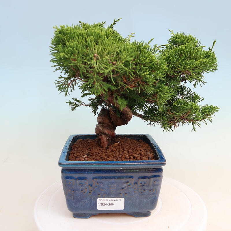 Outdoor bonsai - Juniperus chinensis Itoigawa - Chinese juniper